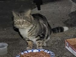Found/Stray Unknown Cat last seen College Point Blvd and 124rd Street, Queens, NY 11354