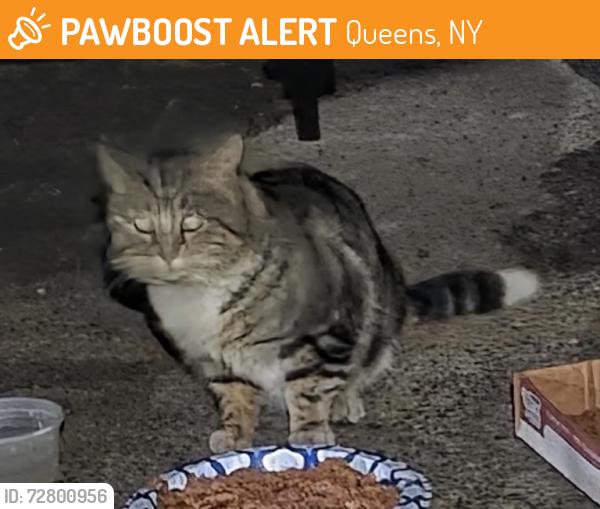 Found/Stray Unknown Cat last seen College Point Blvd and 124rd Street, Queens, NY 11354