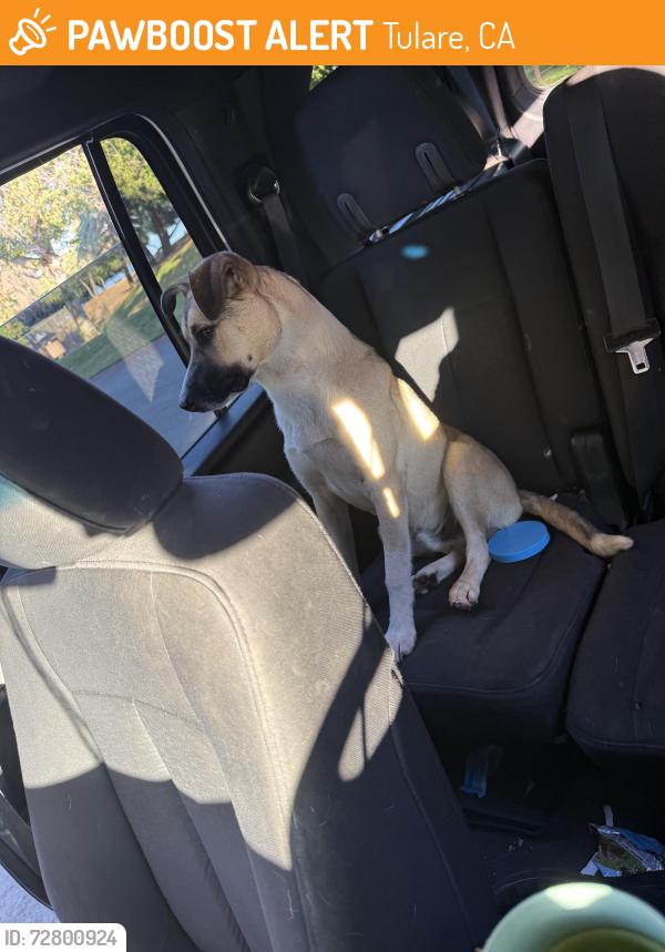 Found/Stray Male Dog last seen North Oaks Tulare CA, Tulare, CA 93274