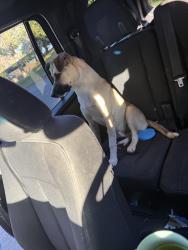 Found/Stray Male Dog last seen North Oaks Tulare CA, Tulare, CA 93274