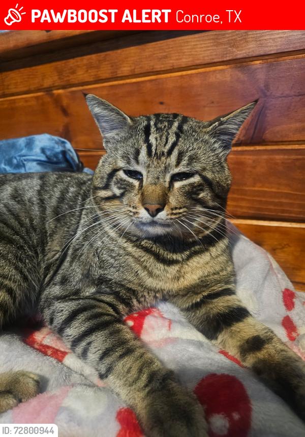 Lost Male Cat last seen Piney Point, Conroe, TX 77301