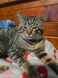 Lost Male Cat last seen Piney Point, Conroe, TX 77301