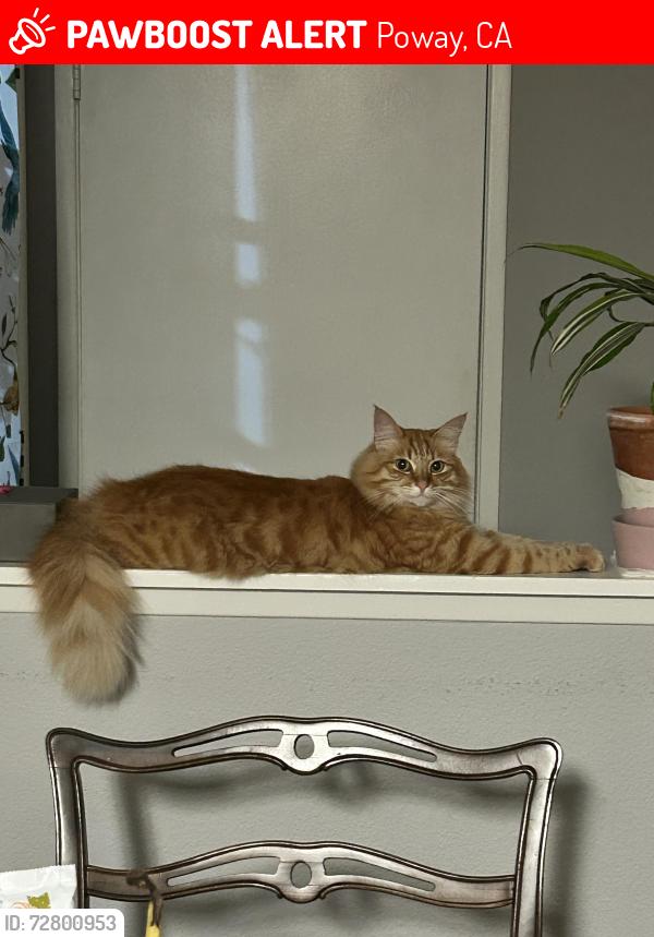 Lost Female Cat last seen Carriage Road, Poway, CA 92064