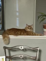 Lost Female Cat last seen Carriage Road, Poway, CA 92064