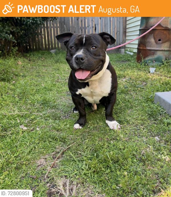 Found/Stray Male Dog last seen Highland Ave by Circle K, Augusta, GA 30904