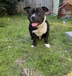 Found/Stray Male Dog last seen Highland Ave by Circle K, Augusta, GA 30904