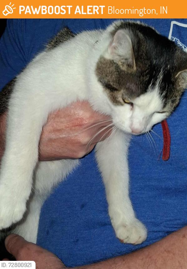 Found/Stray Female Cat last seen Bloomfield Rd. and Anna Lee Lane, Bloomington, IN 47403