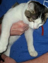 Found/Stray Female Cat last seen Bloomfield Rd. and Anna Lee Lane, Bloomington, IN 47403