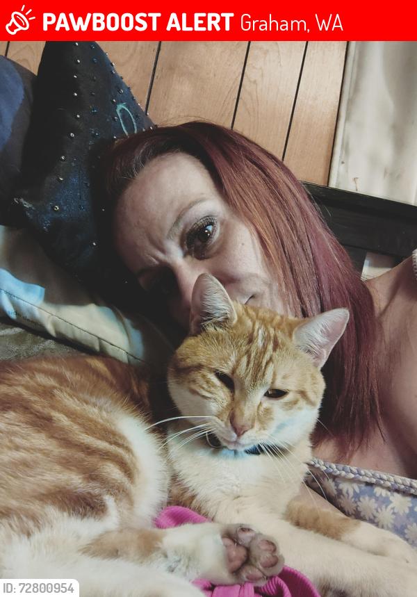 Lost Male Cat last seen 92nd Ave near Graham elementary , Graham, WA 98338