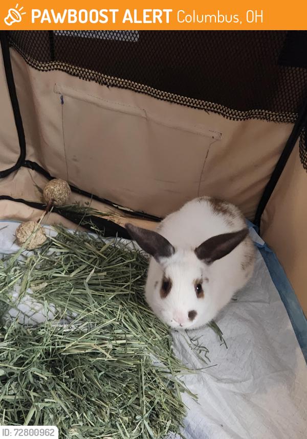 Found/Stray Unknown Rabbit last seen Cleveland Ave and Bretton Woods, Columbus, OH 43231