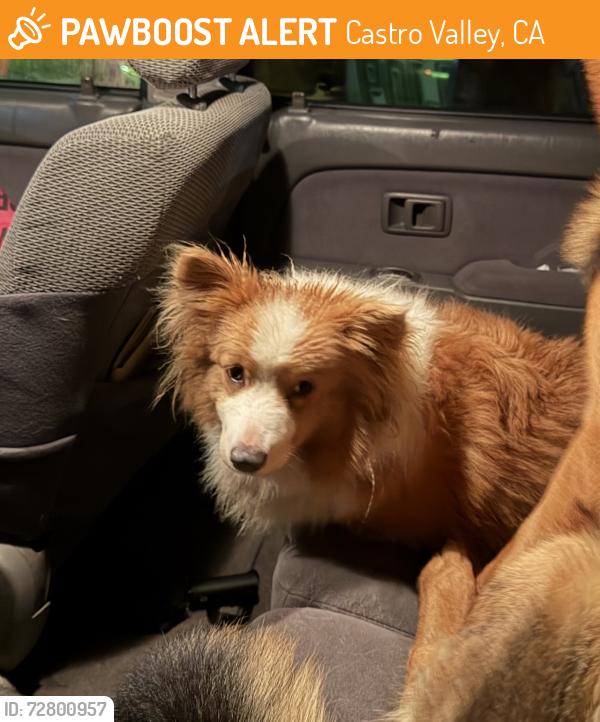 Found/Stray Unknown Dog last seen Sevenhills, Castro Valley, CA 94578