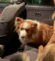 Found/Stray Unknown Dog last seen Sevenhills, Castro Valley, CA 94578