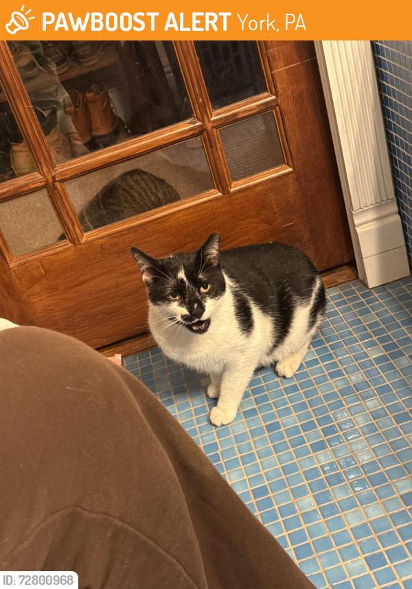 Found/Stray Unknown Cat last seen Near 2nd Ave York PA, York, PA 17403