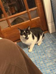 Found/Stray Unknown Cat last seen Near 2nd Ave York PA, York, PA 17403
