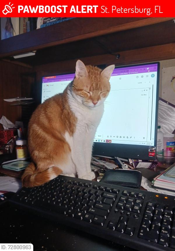 Lost Female Cat last seen Near st south zst petersburg fl, St. Petersburg, FL 33712