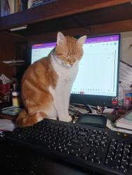Lost Female Cat last seen Near st south zst petersburg fl, St. Petersburg, FL 33712