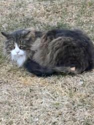 Found/Stray Female Cat last seen Medison St, Thornton, CO 80233