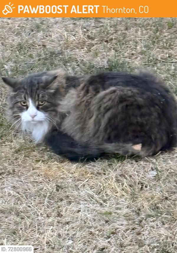 Found/Stray Female Cat last seen Medison St, Thornton, CO 80233