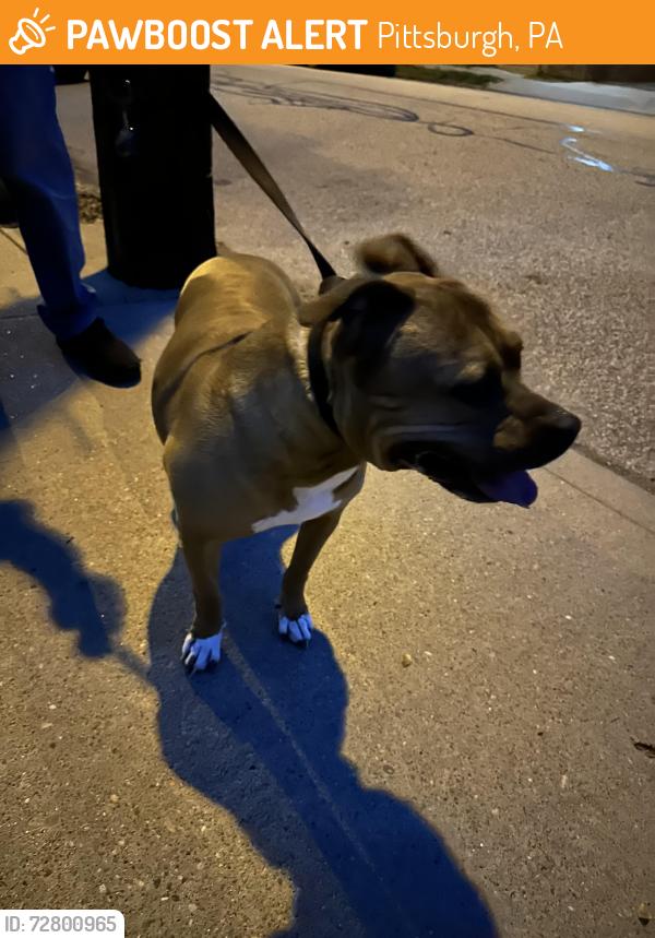 Found/Stray Unknown Dog last seen Euclid and ionic way, Pittsburgh, PA 15206