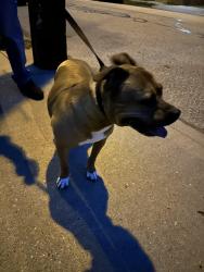 Found/Stray Unknown Dog last seen Euclid and ionic way, Pittsburgh, PA 15206