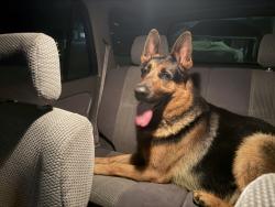 Found/Stray Unknown Dog last seen Sevenhills , Castro Valley, CA 94578