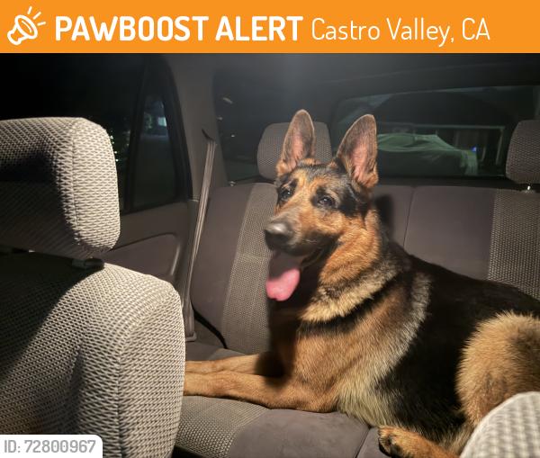 Found/Stray Unknown Dog last seen Sevenhills , Castro Valley, CA 94578