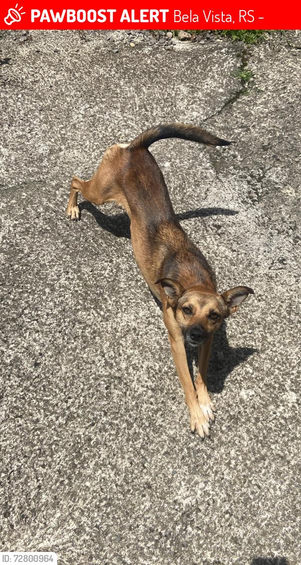 Lost Female Dog last seen Cond’deu 578 bela vista Caxias do Sul , Bela Vista, RS 95076-090
