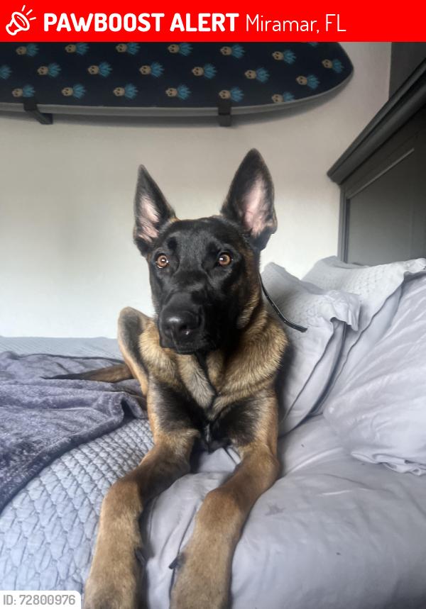 Lost Male Dog last seen Miramar parkway + pines blvd , Miramar, FL 33023