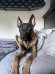 Lost Male Dog last seen Miramar parkway + pines blvd , Miramar, FL 33023