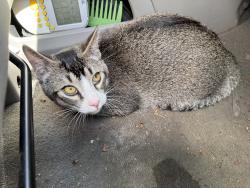Found/Stray Female Cat last seen 85th Ave N & Noble Ave, Brooklyn Park, MN 55443