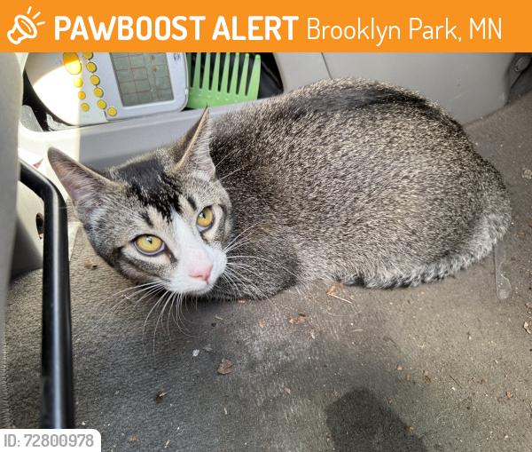 Found/Stray Female Cat last seen 85th Ave N & Noble Ave, Brooklyn Park, MN 55443