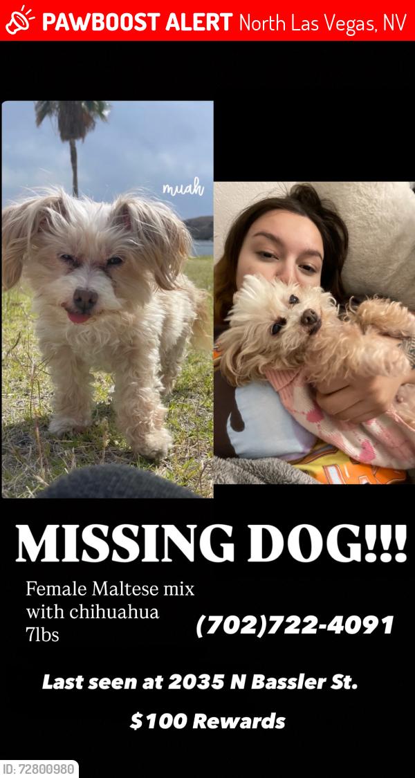 Lost Female Dog last seen Near N Bassler St North Las Vegas, NV  89030 United States, North Las Vegas, NV 89030