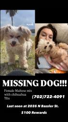 Lost Female Dog last seen Near N Bassler St North Las Vegas, NV  89030 United States, North Las Vegas, NV 89030