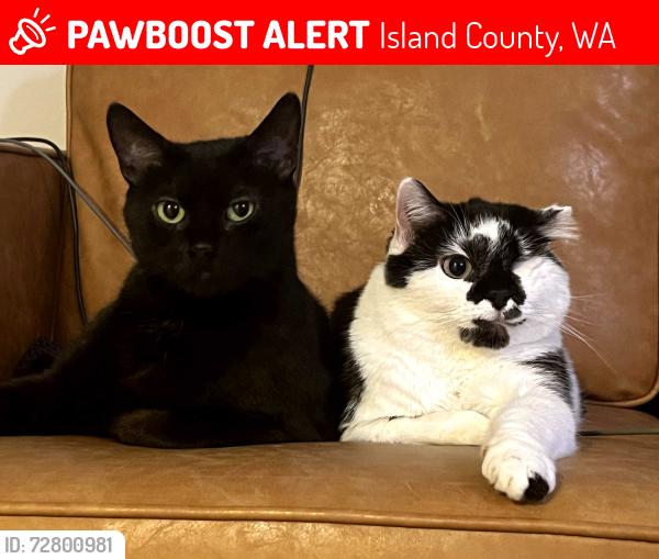 Lost Female Cat last seen Zylstra Rd, Island County, WA 98277