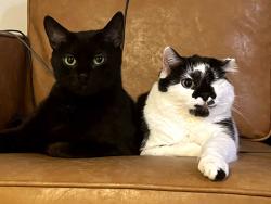 Lost Female Cat last seen Zylstra Rd, Island County, WA 98277