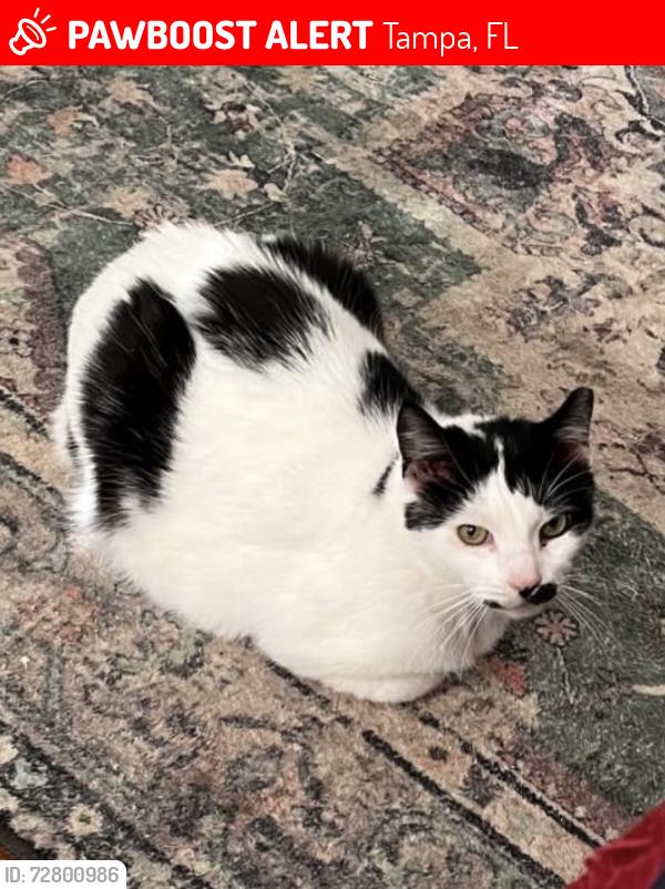 Lost Male Cat last seen tampa catholic baseball field, Tampa, FL 33603