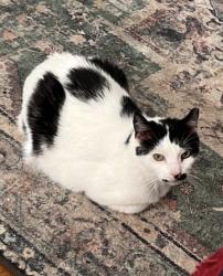 Lost Male Cat last seen tampa catholic baseball field, Tampa, FL 33603