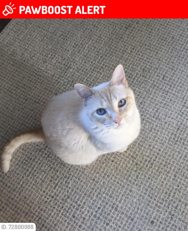 Lost Male Cat last seen North Austin road and monroe road , Spokane County, WA 99005