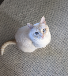 Lost Male Cat last seen North Austin road and monroe road , Spokane County, WA 99005