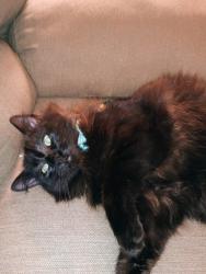 Lost Male Cat last seen Near going towards Inman , Boiling Springs, SC 29316