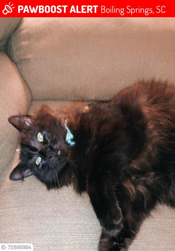 Lost Male Cat last seen Near going towards Inman , Boiling Springs, SC 29316