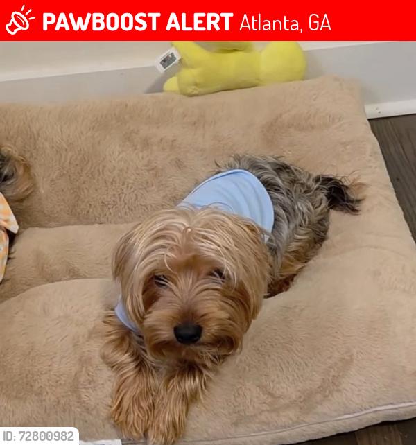 Lost Male Dog last seen Aniwaka Ave & Willow, Atlanta, GA 30311