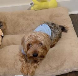 Lost Male Dog last seen Aniwaka Ave & Willow, Atlanta, GA 30311