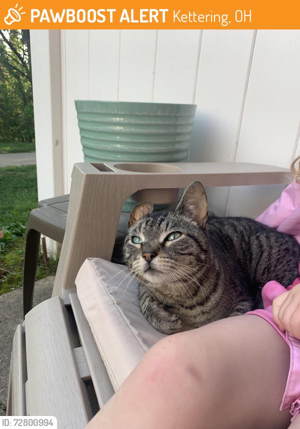 Found/Stray Unknown Cat last seen Zip thru drive thru , Kettering, OH 45420