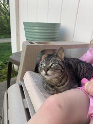 Found/Stray Unknown Cat last seen Zip thru drive thru , Kettering, OH 45420