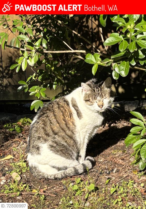 Lost Male Cat last seen 99th Pl NE and NE 200th ST West of William Penn Park, Bothell, WA 98011