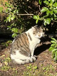Lost Male Cat last seen 99th Pl NE and NE 200th ST West of William Penn Park, Bothell, WA 98011