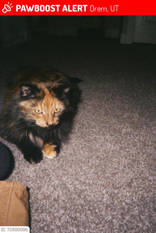 Lost Female Cat last seen Near N in Orem Utah , Orem, UT 84057