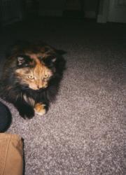 Lost Female Cat last seen Near N in Orem Utah , Orem, UT 84057