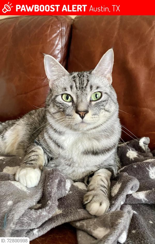 Lost Male Cat last seen Steck, ewood Springs, Mesa Dr, Austin, TX 78759